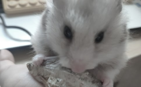 (精)倉鼠15篇