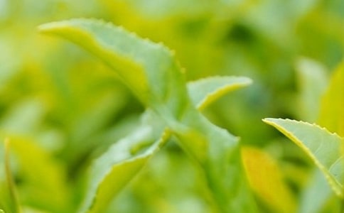茶葉的妙用
