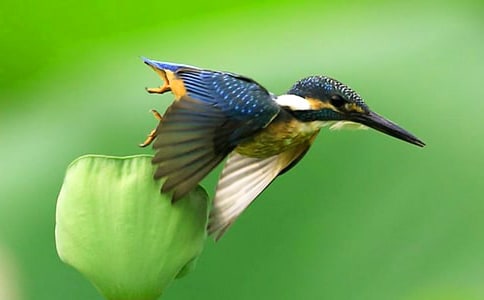 《翠鳥》教學實錄