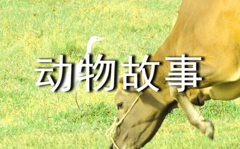 西頓野生動物故事集讀后感