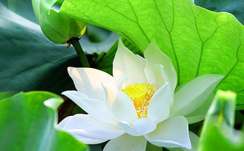關(guān)于夏天荷花的詩(shī)句