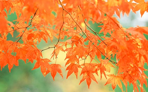 廬山紅葉 -資料