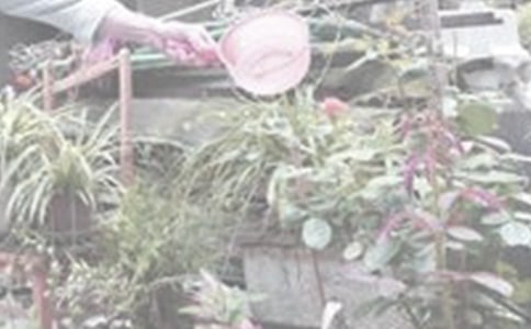澆花的學問