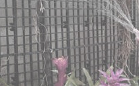 寫事的作文：澆花