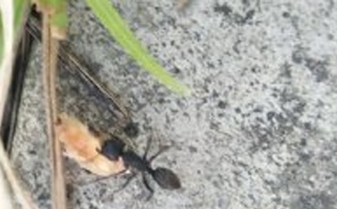 續(xù)寫上天的螞蟻