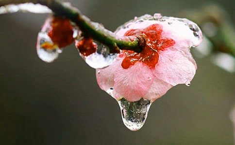 關于梅花的詩句(合集15篇)