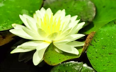 （通用）綻放的睡蓮作文7篇