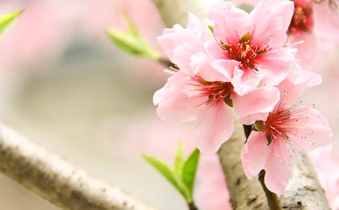 又是桃花開