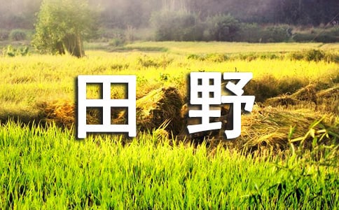 田野優秀作文優秀[15篇]