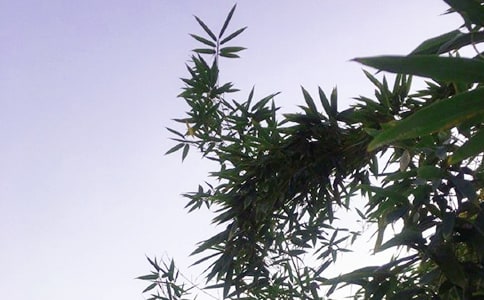 關于勵志午安短信大全70句
