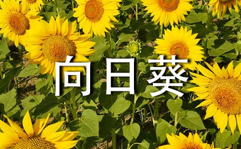 (必備)向日葵作文15篇
