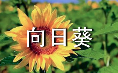 種向日葵作文五篇