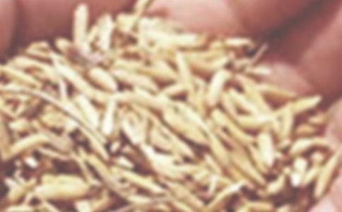 小麥赤霉病的防治措施