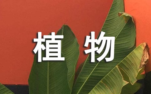 描寫植物的詩句