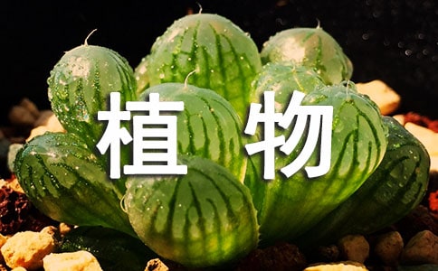 植物媽媽有辦法課后反思(必備)