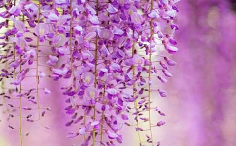 【薦】紫藤花作文15篇