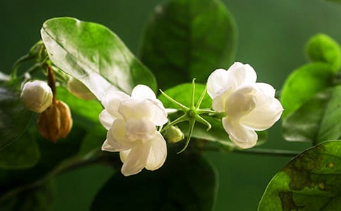 我家的茉莉花作文