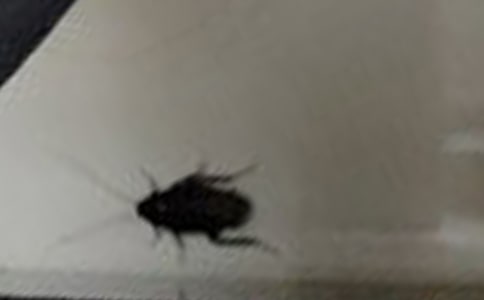 滅蟑螂記作文